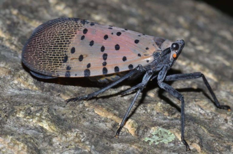 Spotted Lanternfly in New Jersey - NJ Route 22