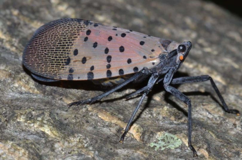 spotted lantern fly 2021